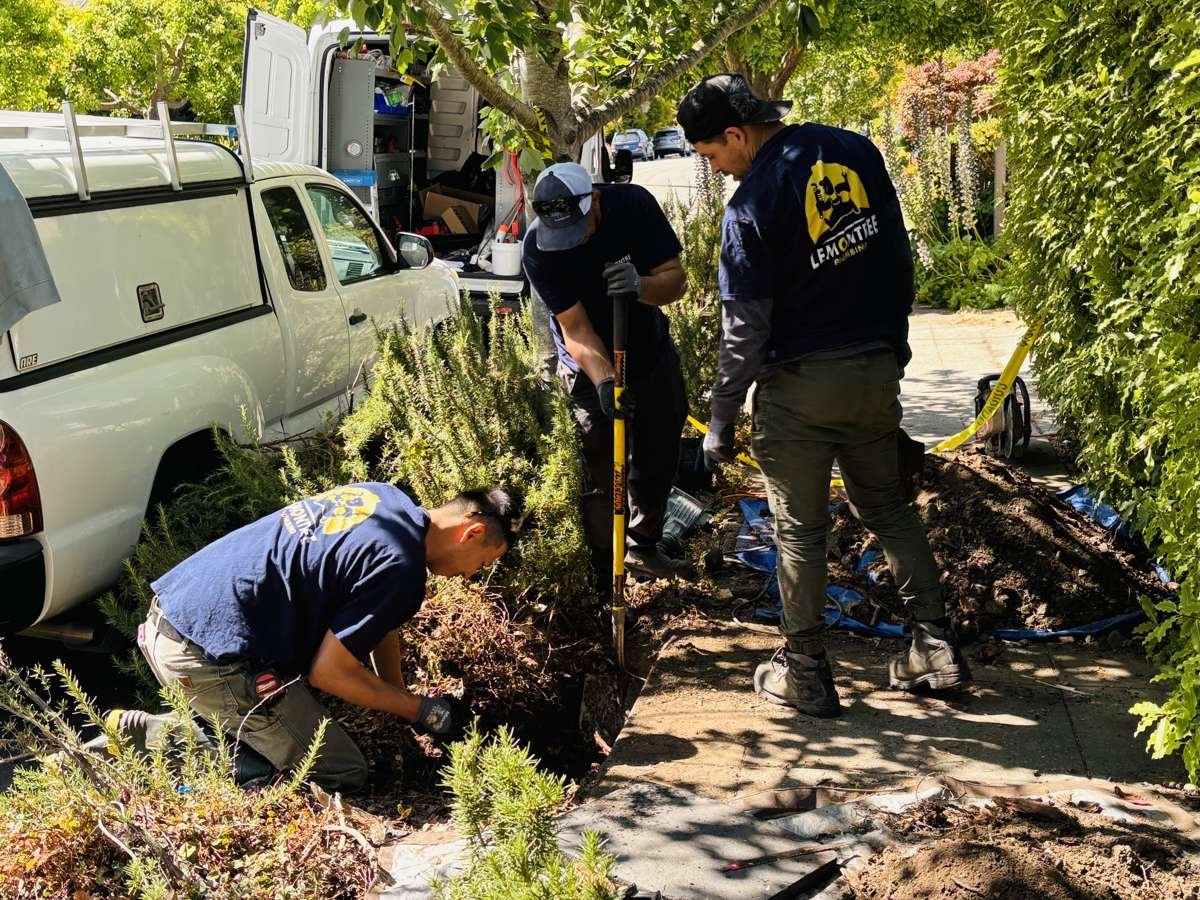 Crew hand-digging a sewer line trench around a tree